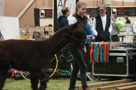 Alpaca Jubilee